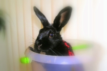 (2006-11) Timothy ballade Coquine